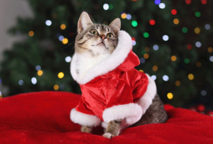 Ветеринар предупредил об опасности новогодних костюмов для кошек
