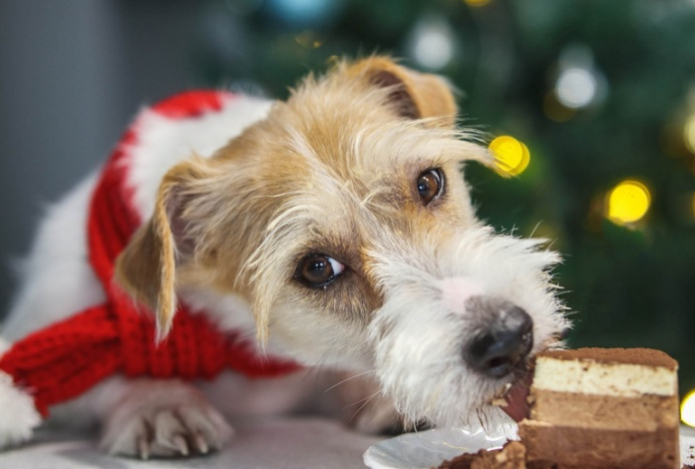 Чем нельзя кормить питомцев с новогоднего стола
