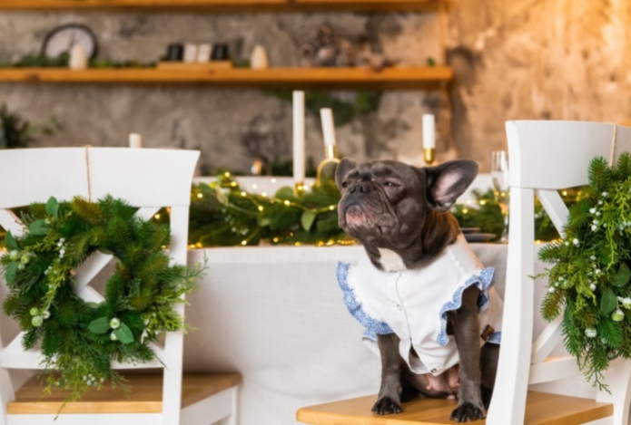Чем можно угостить питомца с новогоднего стола