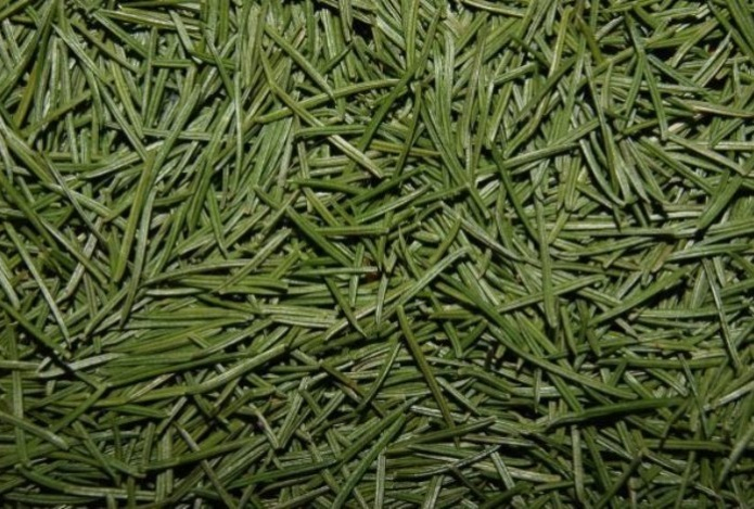 Может ли быть аллергия на хвою?