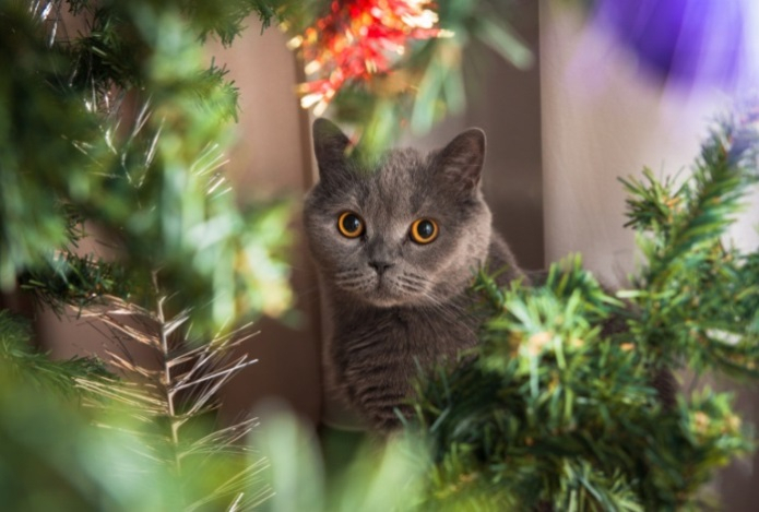 Как приучить питомца не бояться гостей