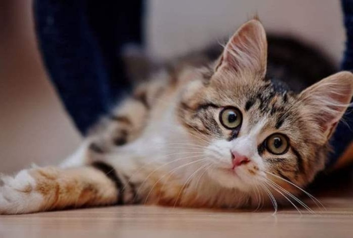 Почему кошки мяукают по ночам