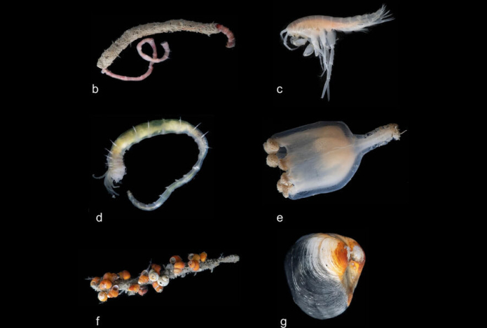 Ледяное образование в Гренландии оказалось оазисом жизни