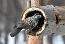 Что расскажет январь о будущем лете — народные приметы