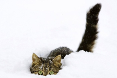 Реакция кошки на снег вызвала умиление в соцсетях