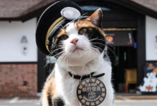 В Японии кошку назначили начальником железнодорожного вокзала