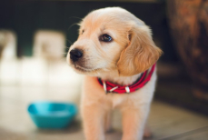 Собаки умеют «подслушивать» и улавливать речь человека — новое исследование