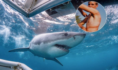 Выжил в схватке с акулой и придумал экотуризм с хищниками. История дайвера Родни Фокса