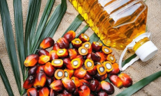 Ученые нашли новую альтернативу пальмовому маслу
