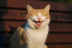 Мемы 2025 — всё, над чем смеялся интернет в прошедшем году