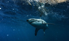 Гренландские акулы веками выживают с рубцами в сердце, выяснили ученые