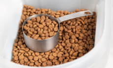 К чему может привести неправильное хранение собачьего корма