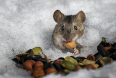 Запах мяты, лавра и уксуса отпугивает мышей в доме зимой 
