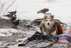 Грозят ли штрафы за кормление бездомных животных и птиц в Казахстане