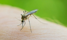 Ученых встревожило усиление жажды крови у комаров