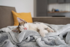 Опасная ошибка — в каком случае спящую кошку нельзя будить ни при каких условиях