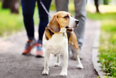 Какие заболевания могут передать питомцы человеку после прогулки