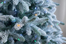 Оставить нельзя выбросить — когда пора избавляться от живой новогодней елки