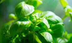 Насекомые слышат стрессовые звуки растений