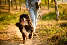 Почему нужно убирать за своей собакой даже во время прогулок по лесу