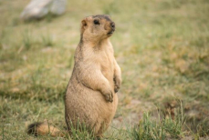 День сурка — прогноз от самого известного грызуна