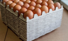 Разницу между белыми и коричневыми яйцами наконец-то объяснили