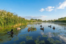 Врач предупредил об опасности купания в стоячей воде