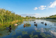 Врач предупредил об опасности купания в стоячей воде
