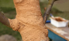 Почему на коре появляются трещины и как их залечить