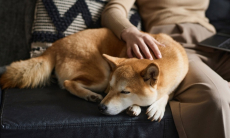 Как правильно сочетать удаленную работу с заботой о собаке