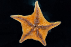 Названо животное, которое управляет сотнями своих «ног» без мозга