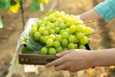 Почему лозу нужно сажать зимой