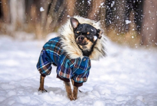 Как превратить зимнюю прогулку с собакой в тренировку