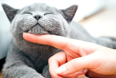 Учёные объяснили, почему кошки мурлыкают