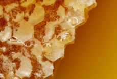 Врач развеял главный миф о мёде