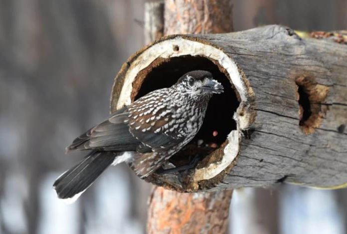 Что расскажет январь о будущем лете — народные приметы