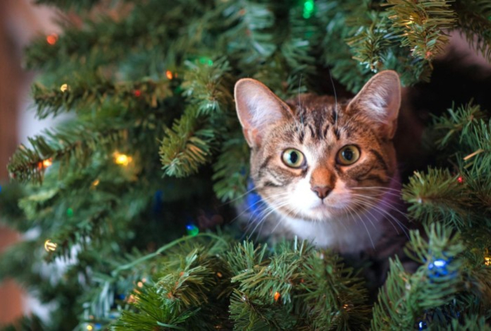 Куда девать елку после праздников — пять способов