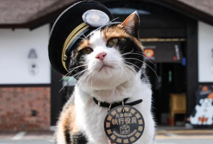 В Японии кошку назначили начальником железнодорожного вокзала