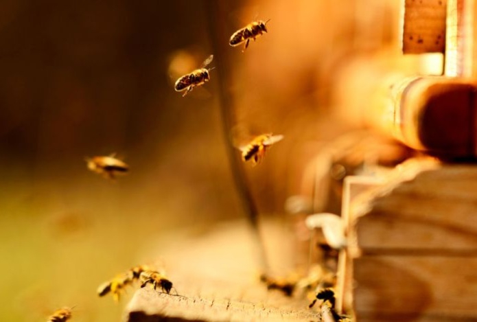 Какие пять удивительных животных открыли на Земле в 2025 году