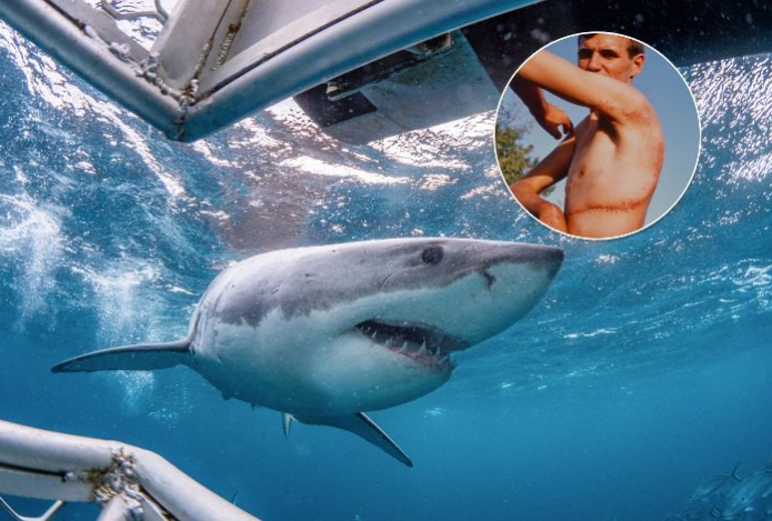 Выжил в схватке с акулой и придумал экотуризм с хищниками. История дайвера Родни Фокса