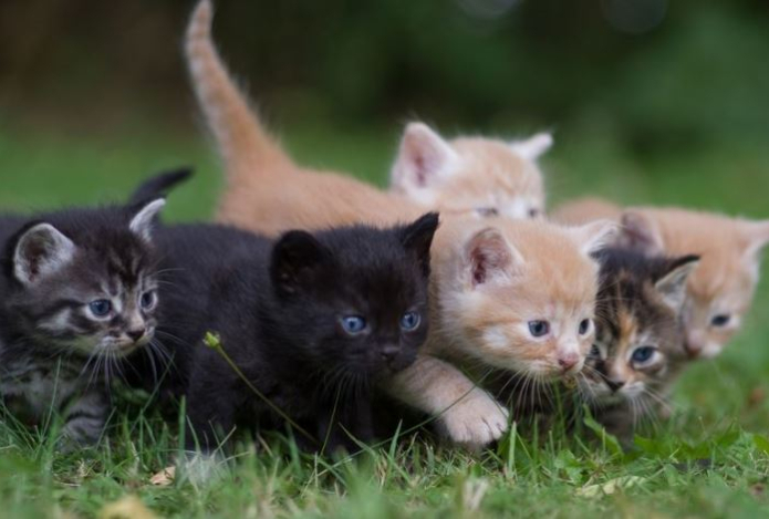 Связан ли характер кошек с их окрасом — результаты исследования