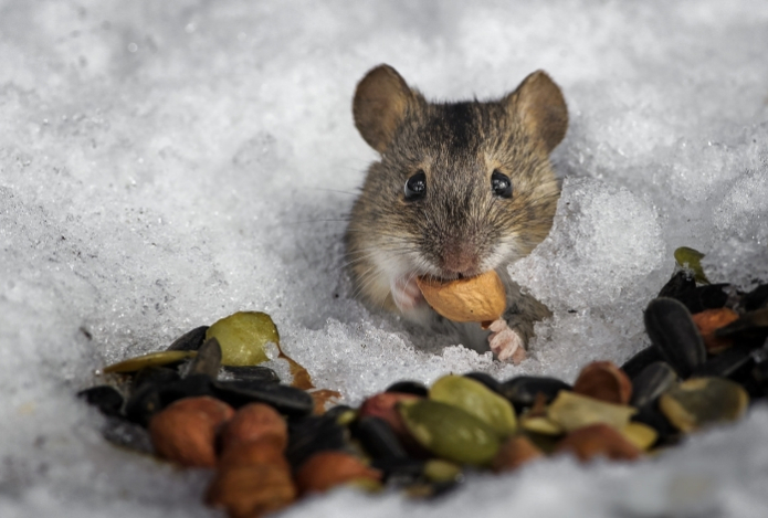 Запах мяты, лавра и уксуса отпугивает мышей в доме зимой 