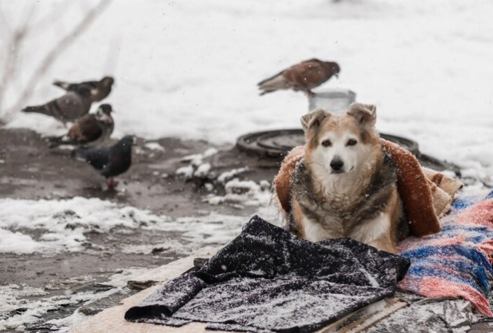 Грозят ли штрафы за кормление бездомных животных и птиц в Казахстане