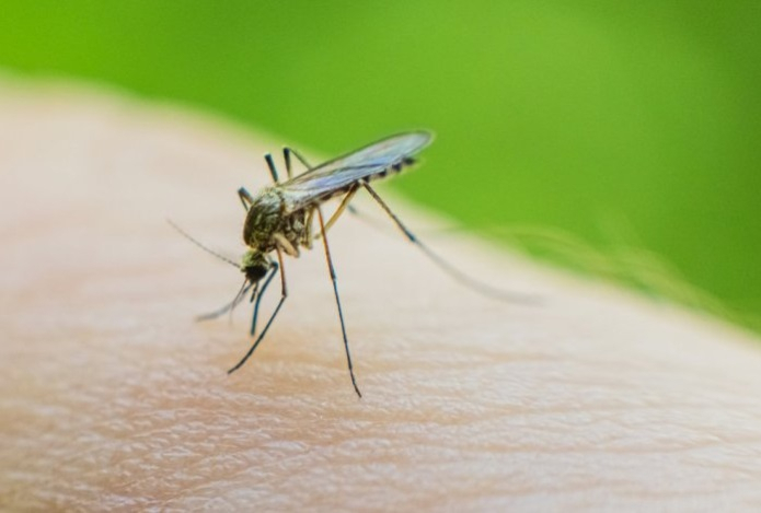 Ученых встревожило усиление жажды крови у комаров