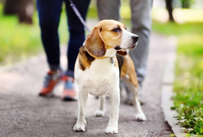 Какие заболевания могут передать питомцы человеку после прогулки