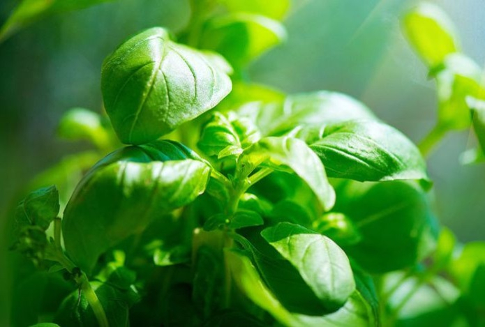 Насекомые слышат стрессовые звуки растений