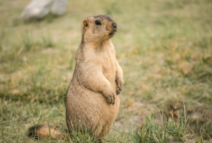 День сурка — прогноз от самого известного грызуна