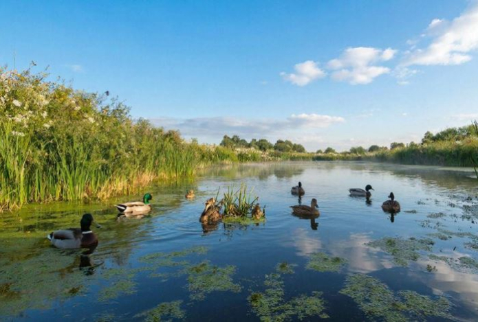 Врач предупредил об опасности купания в стоячей воде