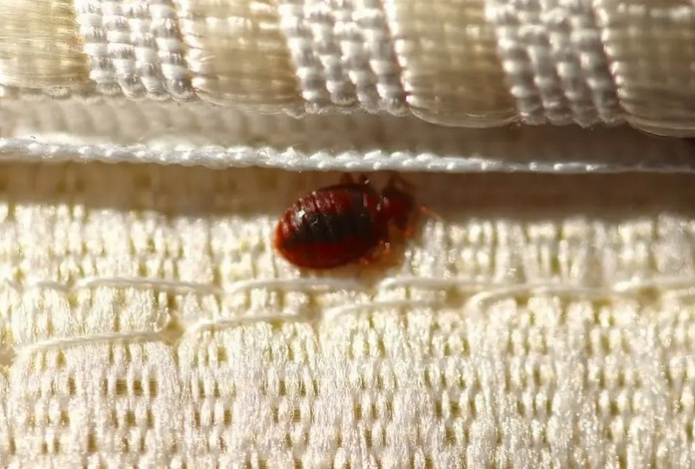 Как извести клопов. Поможет простое средство из трех ингредиентов — защитит дом и мебель