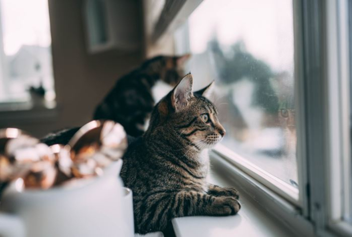 Почему кошки любят смотреть в окно